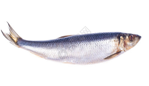 腌制鲱鱼隔离在白色背景上摄影棚照片腌制鲱鱼隔离在白色背景上图片