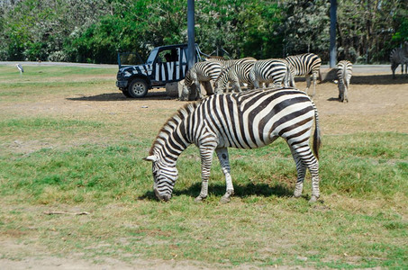 曼谷Safari公园的Zebra工作室照片图片