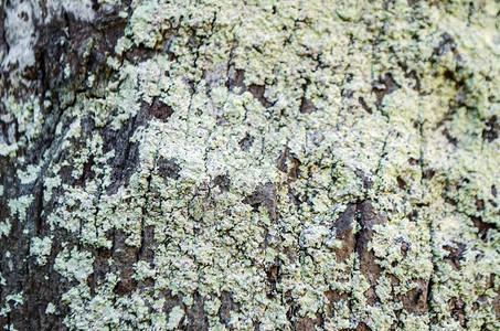 热带木材树皮的自然背景摄影棚照片热带木材树皮的自然背景图片