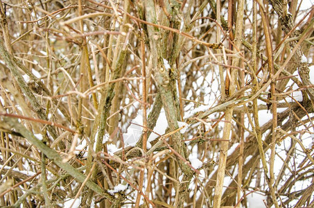 工作室照片灰色树枝没有冬季雪叶图片