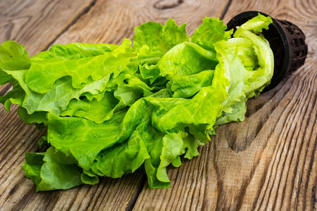 新鲜生菜长在工作室照片中新鲜生菜长在pt图片素材