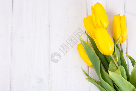 白色木制背景的黄郁金香工作室照片白色木制背景的黄郁金香图片