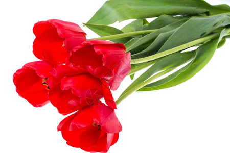 片场照红色郁金香花的朵红色郁金香的花朵红色郁金香的花朵白色的花朵图片