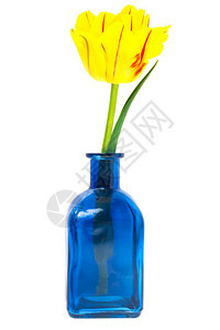 花瓶中黄色的郁金香工作室照片图片