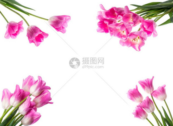 白色背景的粉红郁金香工作室照片白色背景的粉红郁金香图片