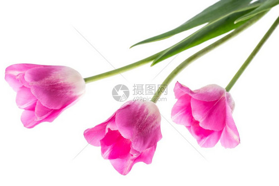 白色背景的粉红郁金香工作室照片白色背景的粉红郁金香图片