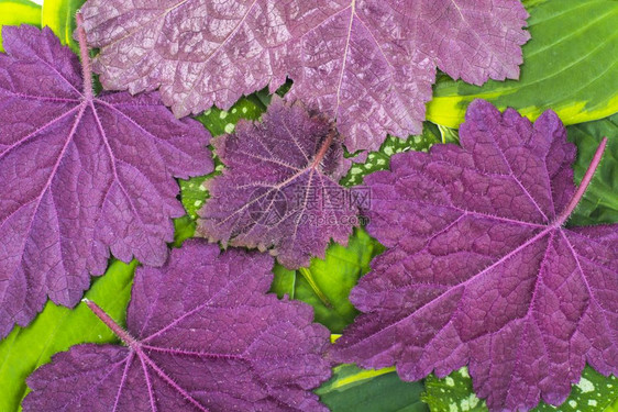 花园植物绿色和紫叶子创意模型夏季概念工作室照片Conc图片