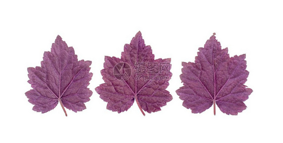 在白色背景上分离出的紫色叶子摄影棚照片在白色背景上分离出的紫色叶子图片