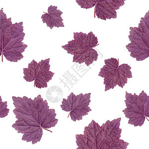 无缝图案在白色背景上分离出的紫色叶子摄影棚照片无缝图案在白色背景上分离出的紫色叶子图片