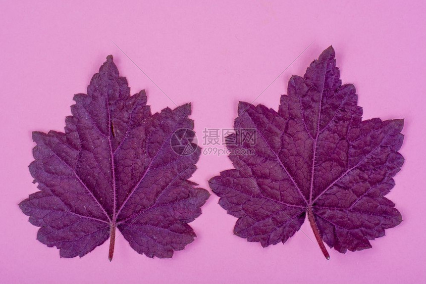 紫色叶粉背景最小自然夏季概念工作室照片粉色背景最小自然质图片