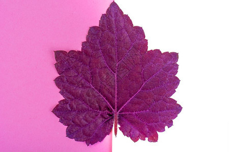 紫色叶粉背景最小自然夏季概念工作室照片粉色背景最小自然质图片