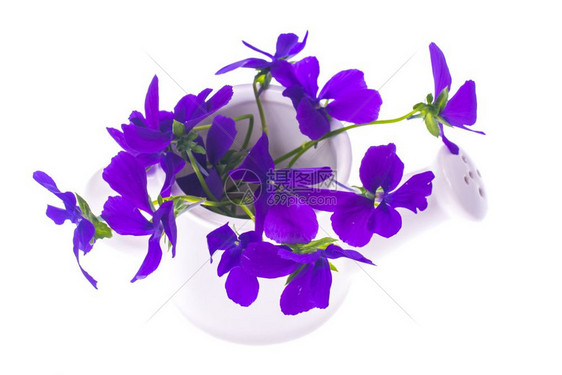 白水罐中紫花的孤立园设计束白水中紫花的孤立园设计束白水中紫花的孤立园设计束图片