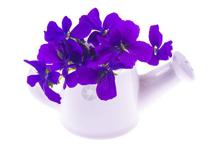 白水罐中紫花的孤立园设计束白水中紫花的孤立园设计束白水中紫花的孤立园设计束图片