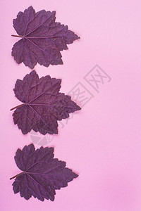 粉红色背景上美丽的紫色叶子模式工作室照片粉红色背景上美丽的紫色叶模式图片