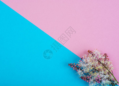 彩色纸张背景的鲜花创作布局工室照片彩色纸背景的鲜花创作布局图片