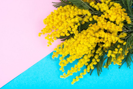 分枝具小的黄色蓬松的花序在明亮的背景上摄影棚照片分枝具小的黄色蓬松的花序在明亮的背景上图片