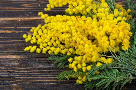 分枝具小的黄色蓬松的花序在明亮的背景上摄影棚照片分枝具小的黄色蓬松的花序在明亮的背景上图片