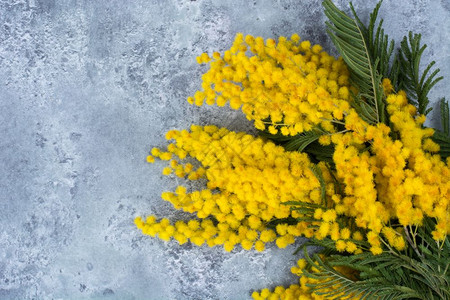 总状花序分枝具小的黄色蓬松的花序在明亮的背景上摄影棚照片分枝具小