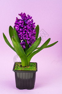 在锅里露出豪华的紫色花朵摄影棚照片工作室在锅里露出豪华的紫色花朵图片