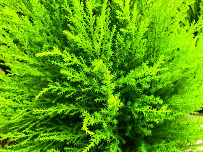 装饰绿色锥形植物摄影演播室照片图片