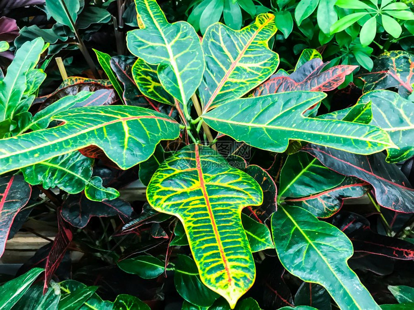 装饰植物叶子背景工作室照片图片