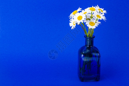 花瓶中白色小束工作室照片中白色小花束瓶中白色小束图片