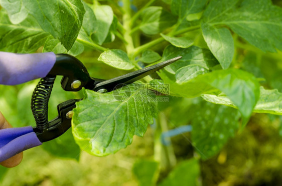 煮番茄植物除去花茎工作室照片图片