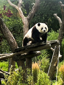 非常美丽可爱的熊在大自然中行走非常美丽可爱的熊在大自然中行走图片