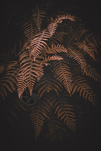 棕褐发植物图片
