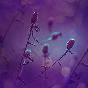 紫色植物图片