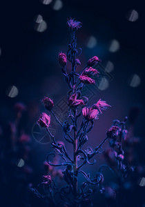 紫色植物图片