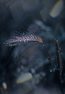 植物和水滴图片