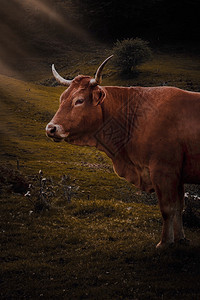 棕奶牛肖像图片