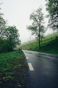 树木和道路图片