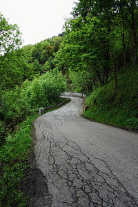 道路和树木图片