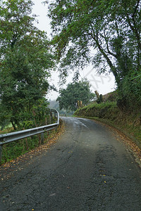 围栏道路和树木图片