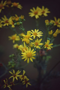 黄花背景图片