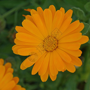 橙色花背景图片