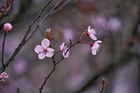 粉红花图片