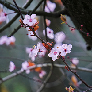 粉红花图片