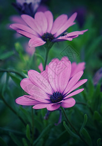 粉红花背景图片