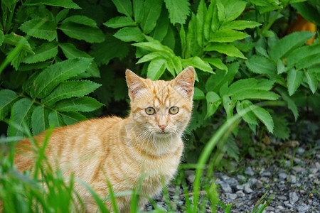 棕猫图片