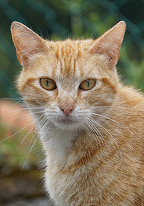 猫矢量猫肖像背景