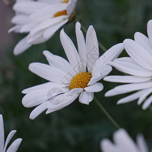 雏菊花背景图片