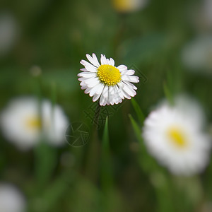 菊花图片