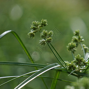 绿植物图片