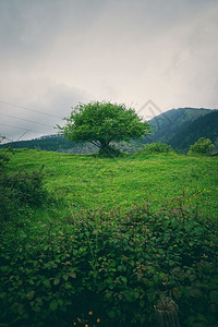 山上的树木图片