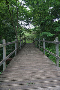森林中的桥梁图片