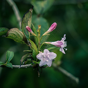 粉红花图片