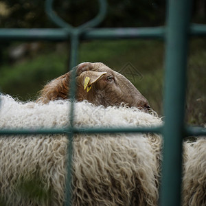 在草地里的绵羊图片